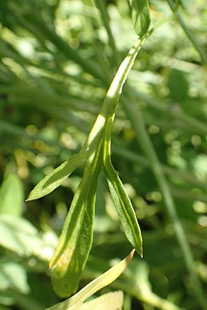 Lepidium sativum \ Garten-Kresse / Garden Cress, D Kehl 7.10.2017