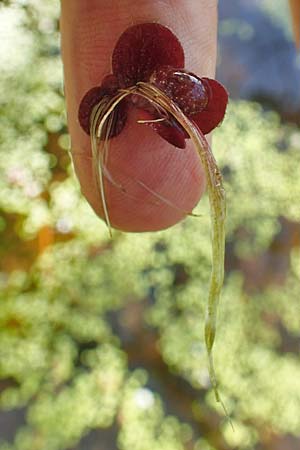 Spirodela polyrhiza \ Vielwurzelige Teichlinse / Greater Duckweed, D Z&uuml;lpich-Juntersdorf 13.6.2019