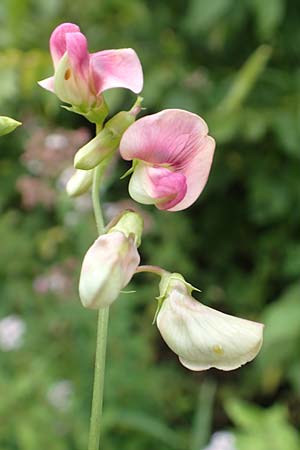 Lathyrus sylvestris \ Wald-Platterbse / Narrow-Leaved Flat Pea, D Bad Sooden-Allendorf 28.7.2019