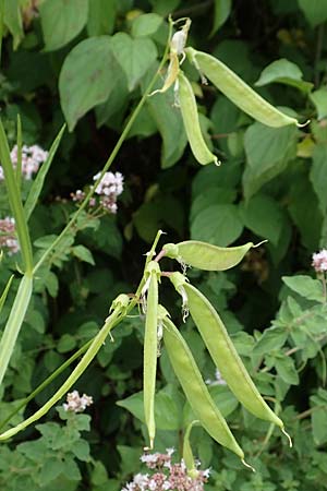 Lathyrus sylvestris \ Wald-Platterbse / Narrow-Leaved Flat Pea, D Bad Sooden-Allendorf 28.7.2019