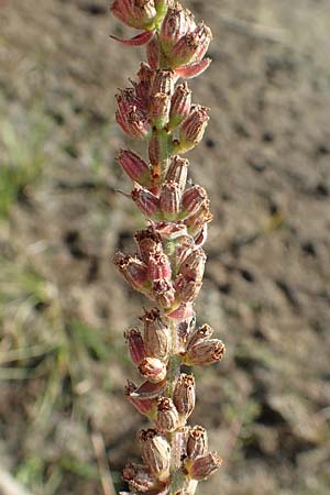 Lythrum salicaria \ Blut-Weiderich / Purple Loosestrife, D Sachsen-Anhalt, Jerichow 22.9.2020