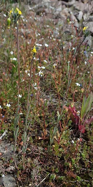 Linaria simplex \ Einfaches Leinkraut / Simple Toadflax, D Kehl 17.4.2021