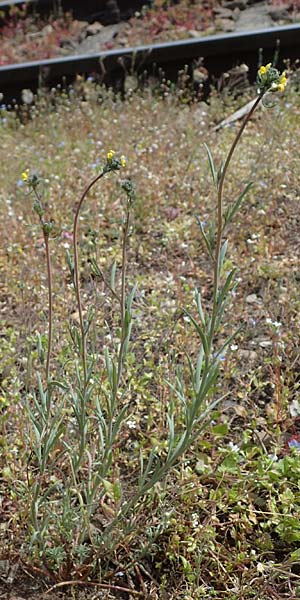 Linaria simplex \ Einfaches Leinkraut / Simple Toadflax, D Kehl 17.4.2021