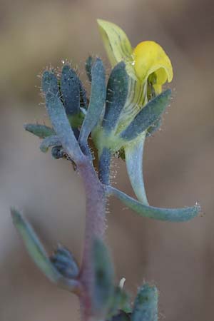 Linaria simplex \ Einfaches Leinkraut / Simple Toadflax, D Kehl 17.4.2021