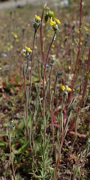 Linaria simplex \ Einfaches Leinkraut / Simple Toadflax, D Kehl 17.4.2021