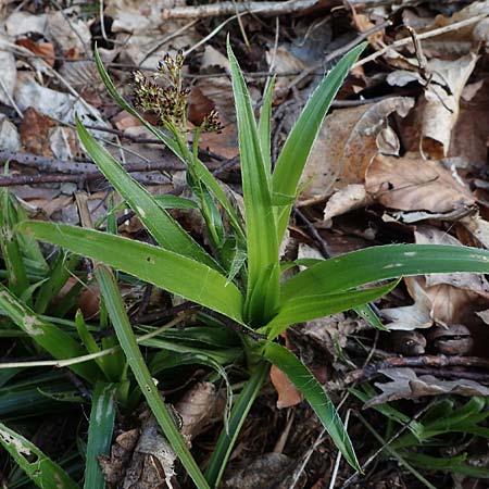 Luzula sylvatica \ Wald-Hainsimse / Great Wood-Rush, D Schriesheim 6.3.2022