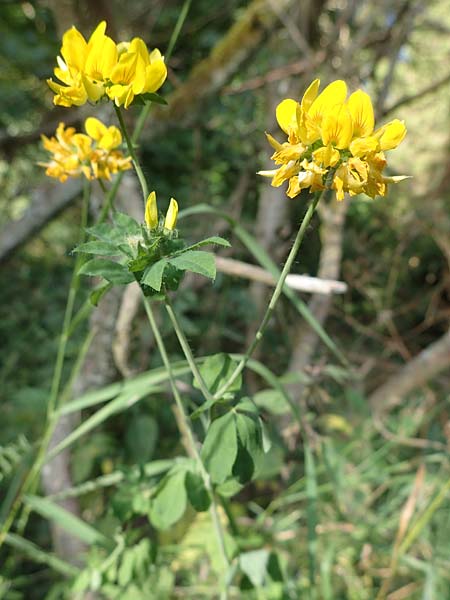 Lotus pedunculatus \ Sumpf-Hornklee / Greater Bird's-Foot Trefoil, D Hunsr&uuml;ck, B&ouml;rfink 18.7.2022