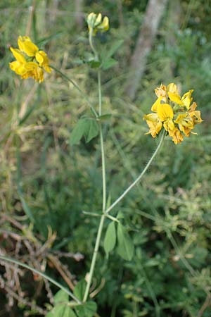 Lotus pedunculatus \ Sumpf-Hornklee / Greater Bird's-Foot Trefoil, D Hunsr&uuml;ck, B&ouml;rfink 18.7.2022