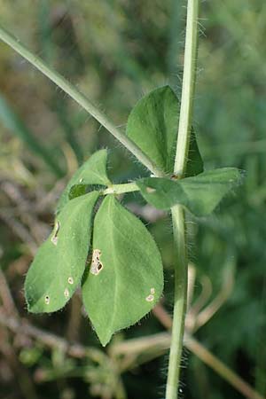 Lotus pedunculatus \ Sumpf-Hornklee / Greater Bird's-Foot Trefoil, D Hunsr&uuml;ck, B&ouml;rfink 18.7.2022