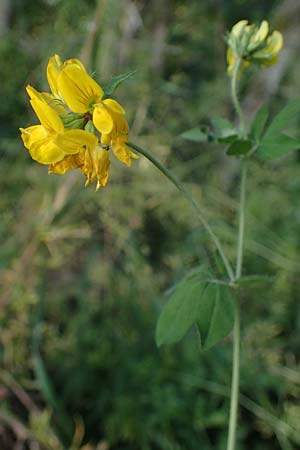 Lotus pedunculatus \ Sumpf-Hornklee / Greater Bird's-Foot Trefoil, D Hunsr&uuml;ck, B&ouml;rfink 18.7.2022