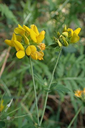 Lotus pedunculatus \ Sumpf-Hornklee / Greater Bird's-Foot Trefoil, D Hunsr&uuml;ck, B&ouml;rfink 18.7.2022