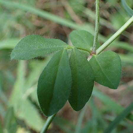 Lotus pedunculatus \ Sumpf-Hornklee / Greater Bird's-Foot Trefoil, D Hunsr&uuml;ck, B&ouml;rfink 18.7.2022