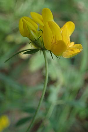 Lotus pedunculatus \ Sumpf-Hornklee / Greater Bird's-Foot Trefoil, D Hunsr&uuml;ck, B&ouml;rfink 18.7.2022