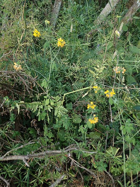 Lotus pedunculatus \ Sumpf-Hornklee / Greater Bird's-Foot Trefoil, D Hunsr&uuml;ck, B&ouml;rfink 18.7.2022