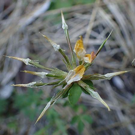 Lotus pedunculatus \ Sumpf-Hornklee / Greater Bird's-Foot Trefoil, D Hunsr&uuml;ck, B&ouml;rfink 18.7.2022