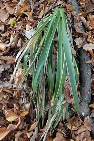 Luzula sylvatica \ Wald-Hainsimse / Great Wood-Rush, D Neckarsteinach 30.10.2022