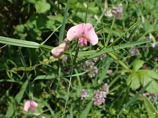 Lathyrus sylvestris \ Wald-Platterbse / Narrow-Leaved Flat Pea, D Heppenheim 30.7.2024