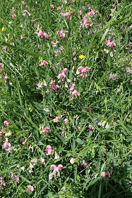 Lathyrus sylvestris \ Wald-Platterbse / Narrow-Leaved Flat Pea, D Heppenheim 30.7.2024