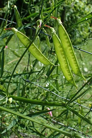 Lathyrus sylvestris \ Wald-Platterbse / Narrow-Leaved Flat Pea, D Heppenheim 30.7.2024