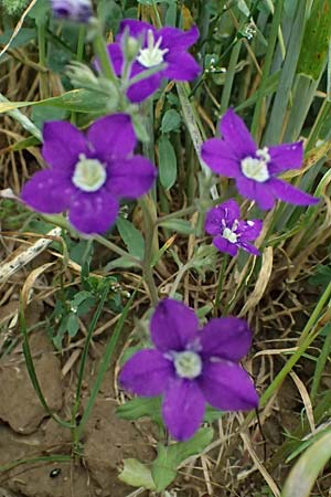 Legousia speculum-veneris \ Gew�hnlicher Frauenspiegel, Venusspiegel / Large Venus' Looking-Glass, D Wiesloch 3.6.2025