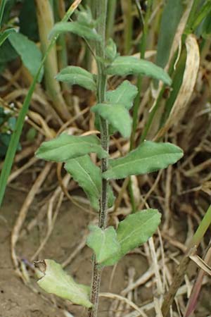 Legousia speculum-veneris \ Gew�hnlicher Frauenspiegel, Venusspiegel / Large Venus' Looking-Glass, D Wiesloch 3.6.2025