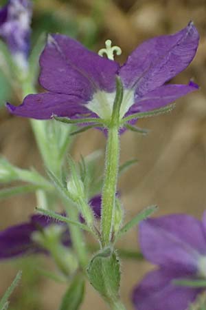 Legousia speculum-veneris \ Gew�hnlicher Frauenspiegel, Venusspiegel / Large Venus' Looking-Glass, D Wiesloch 3.6.2025