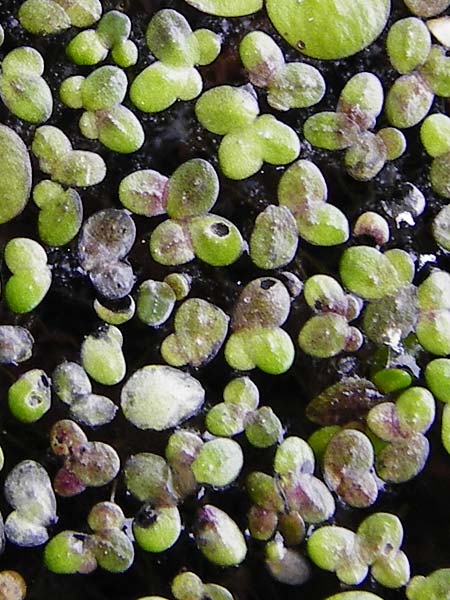 Lemna turionifera \ Rote Wasserlinse / Turion Duckweed, D Gro&szlig;-Gerau 29.5.2014