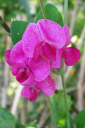 Lathyrus tuberosus \ Knollen-Platterbse / Tuberous Pea, D Gro&szlig;-Gerau 25.6.2015