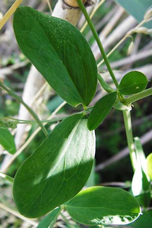 Lathyrus tuberosus \ Knollen-Platterbse / Tuberous Pea, D Gro&szlig;-Gerau 25.6.2015