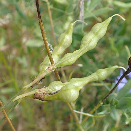 Lathyrus tuberosus \ Knollen-Platterbse / Tuberous Pea, D Wiesloch 30.7.2016
