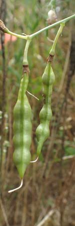 Lathyrus tuberosus \ Knollen-Platterbse / Tuberous Pea, D Wiesloch 30.7.2016