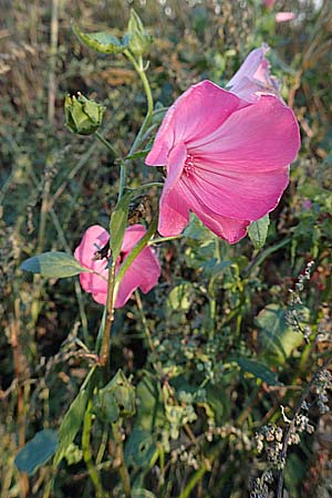 Malva thuringiaca \ Th�ringer Strauchpappel / Thuringian Mallow, D B&uuml;rstadt 5.10.2016