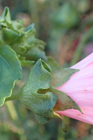 Malva thuringiaca \ Th�ringer Strauchpappel / Thuringian Mallow, D B&uuml;rstadt 5.10.2016