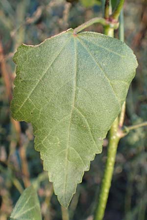 Malva thuringiaca \ Th�ringer Strauchpappel / Thuringian Mallow, D B&uuml;rstadt 5.10.2016