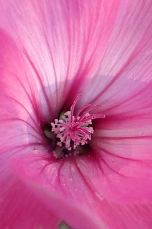 Malva thuringiaca \ Th�ringer Strauchpappel / Thuringian Mallow, D B&uuml;rstadt 5.10.2016