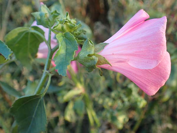 Malva thuringiaca \ Th�ringer Strauchpappel / Thuringian Mallow, D B&uuml;rstadt 5.10.2016