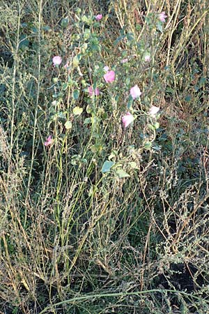 Malva thuringiaca \ Th�ringer Strauchpappel / Thuringian Mallow, D B&uuml;rstadt 5.10.2016