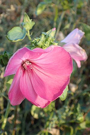 Malva thuringiaca \ Th�ringer Strauchpappel / Thuringian Mallow, D B&uuml;rstadt 5.10.2016
