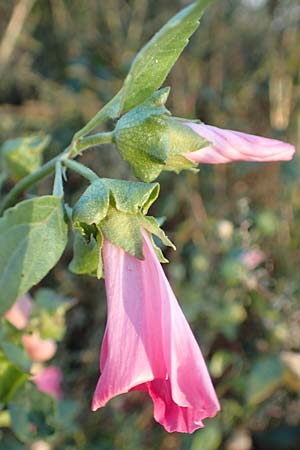 Malva thuringiaca \ Th�ringer Strauchpappel / Thuringian Mallow, D B&uuml;rstadt 5.10.2016