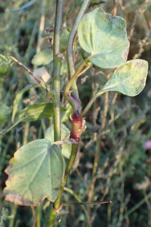 Malva thuringiaca \ Th�ringer Strauchpappel / Thuringian Mallow, D B&uuml;rstadt 5.10.2016
