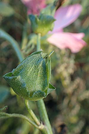 Malva thuringiaca \ Th�ringer Strauchpappel / Thuringian Mallow, D B&uuml;rstadt 5.10.2016