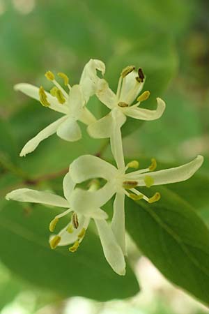 Lonicera tatarica \ Tataren-Heckenkirsche / Tatarian Honeysuckle, D Mannheim 10.5.2017