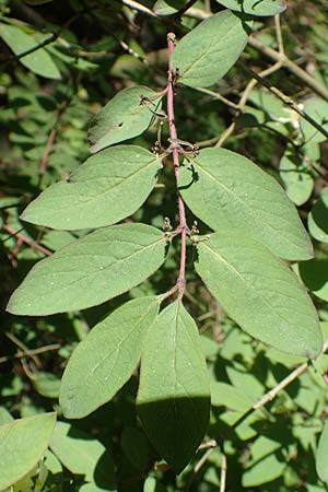 Lonicera tatarica \ Tataren-Heckenkirsche / Tatarian Honeysuckle, D Mannheim 10.5.2017