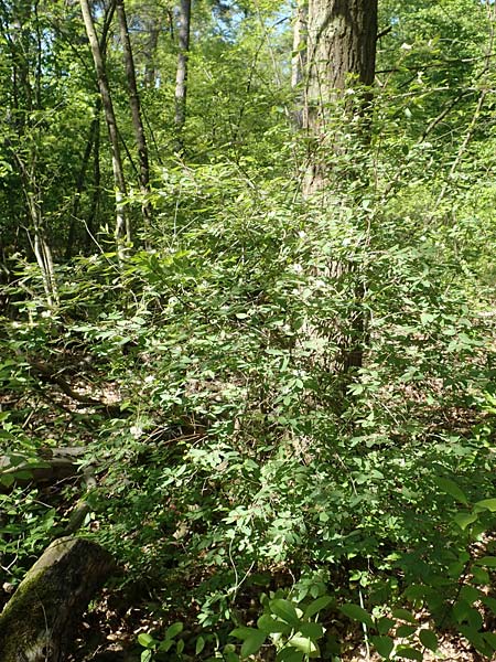 Lonicera tatarica \ Tataren-Heckenkirsche / Tatarian Honeysuckle, D Mannheim 10.5.2017