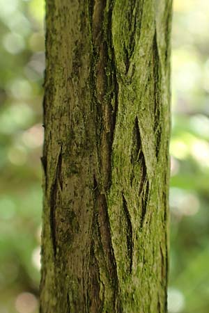 Lonicera tatarica \ Tataren-Heckenkirsche / Tatarian Honeysuckle, D Mannheim 10.5.2017