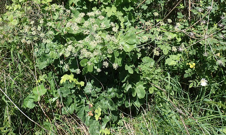 Laser trilobum \ Rossk�mmel / Gladich, D Butzbach 26.5.2017