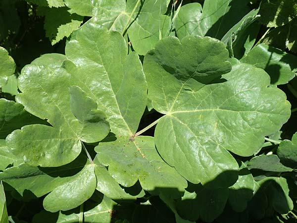 Laser trilobum \ Rossk�mmel / Gladich, D Butzbach 26.5.2017