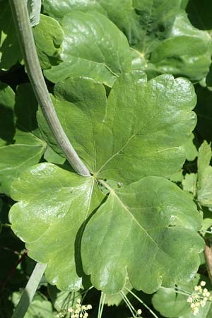 Laser trilobum \ Rossk�mmel / Gladich, D Butzbach 26.5.2017