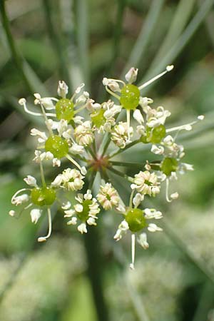 Laser trilobum \ Rossk�mmel / Gladich, D Butzbach 26.5.2017