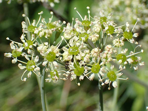 Laser trilobum \ Rossk�mmel / Gladich, D Butzbach 26.5.2017